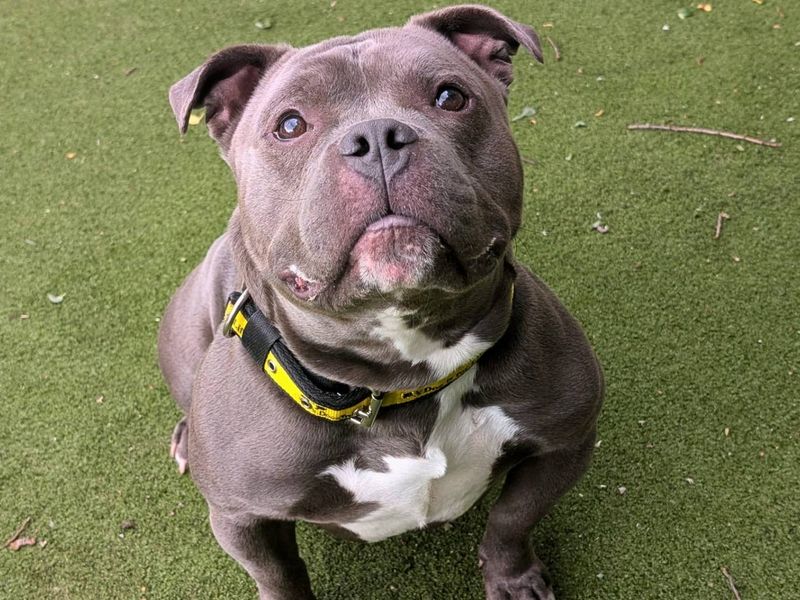 undefined | American Bully Pocket Cross | undefined - 2