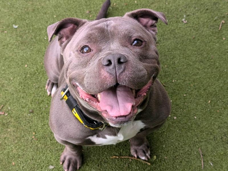 undefined | American Bully Pocket Cross | undefined - 5