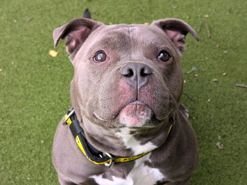 undefined | American Bully Pocket Cross | undefined - 7