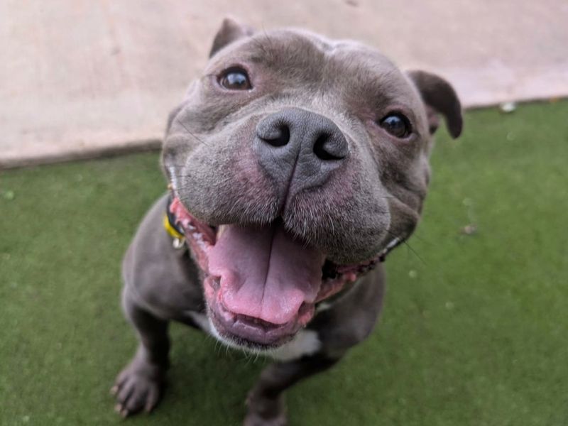undefined | American Bully Pocket Cross | undefined - 4