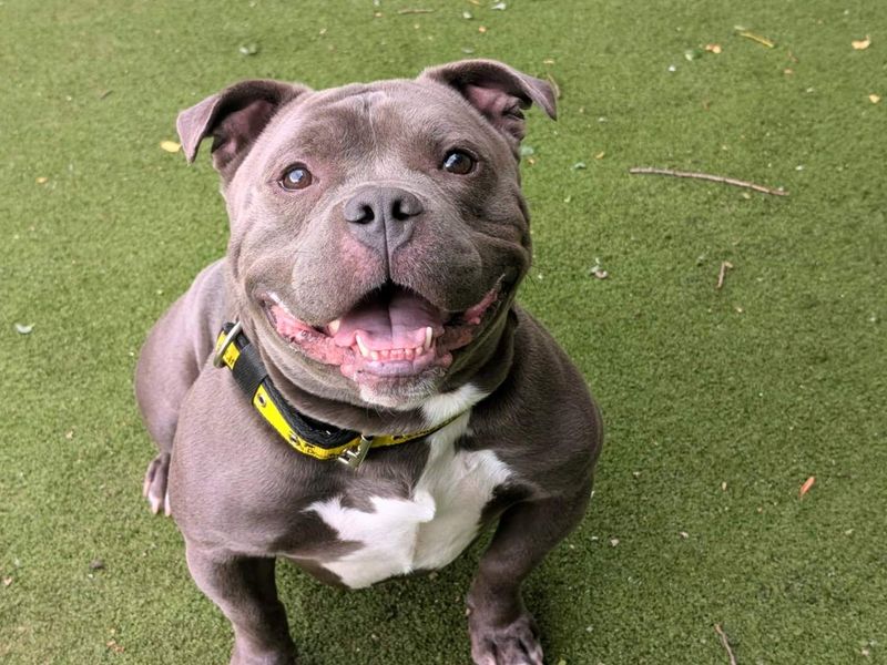 undefined | American Bully Pocket Cross | undefined - 6