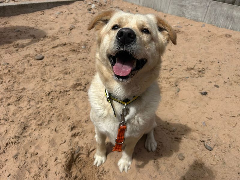 undefined | Retriever (Labrador) Cross | undefined - 3