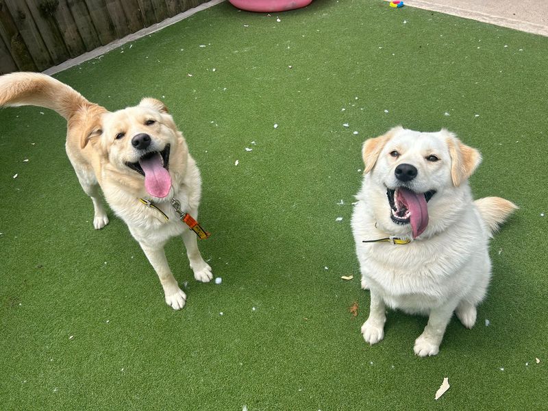 undefined | Retriever (Labrador) Cross | undefined - 2