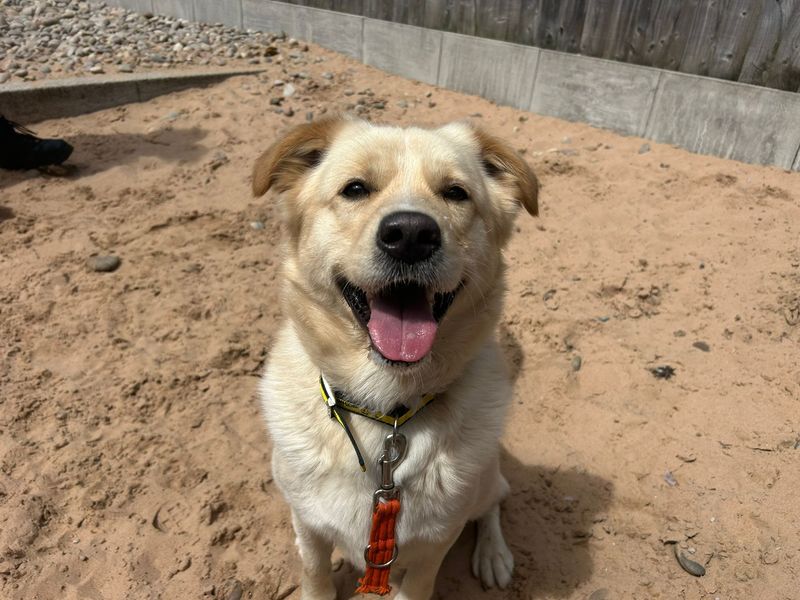 undefined | Retriever (Labrador) Cross | undefined - 1