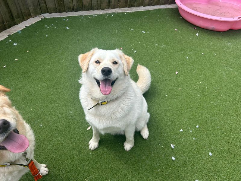 undefined | Retriever (Labrador) Cross | undefined - 1