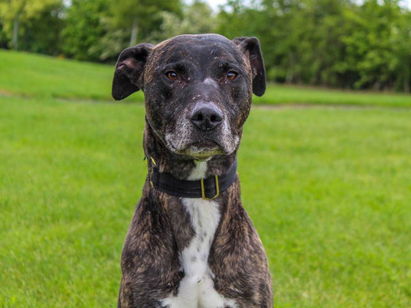 undefined | Lurcher | undefined - 3