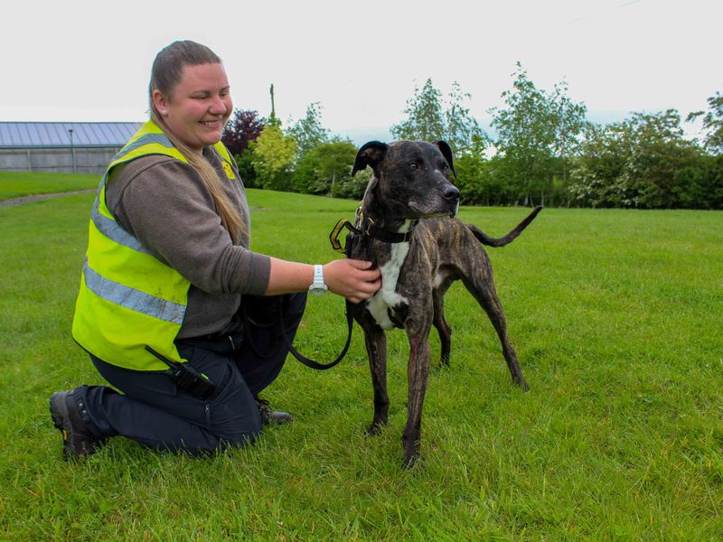 undefined | Lurcher | undefined - 2