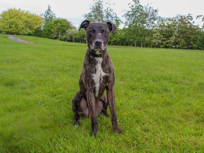 undefined | Lurcher | undefined - 1