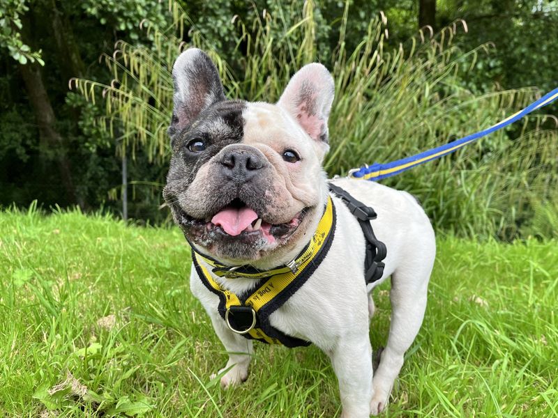 Diesel | French Bulldog | Ilfracombe - 2