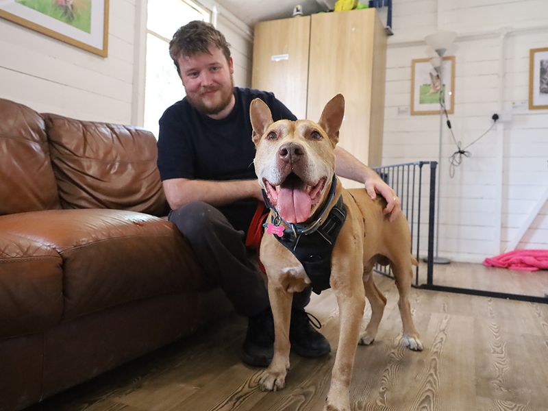 Romeo | Terrier (Staffordshire Bull) Cross | Leeds - 2