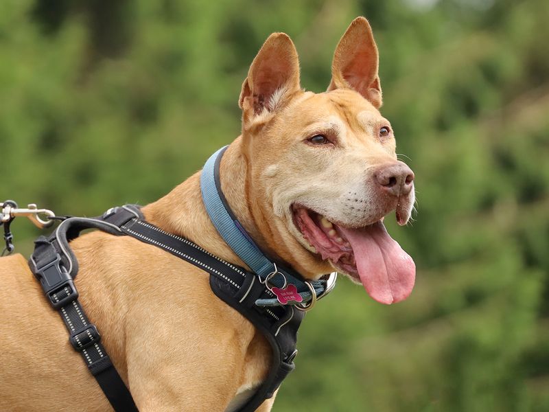 Romeo | Terrier (Staffordshire Bull) Cross | Leeds - 1