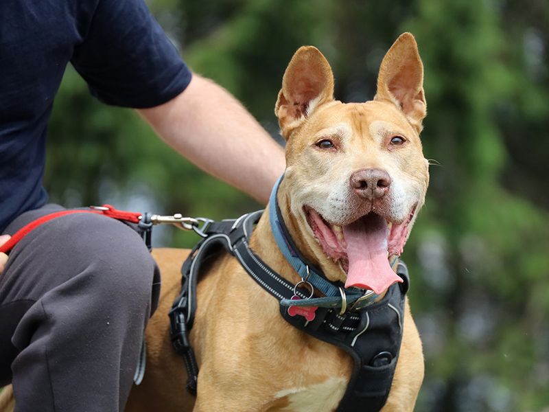 Romeo | Terrier (Staffordshire Bull) Cross | Leeds - 3