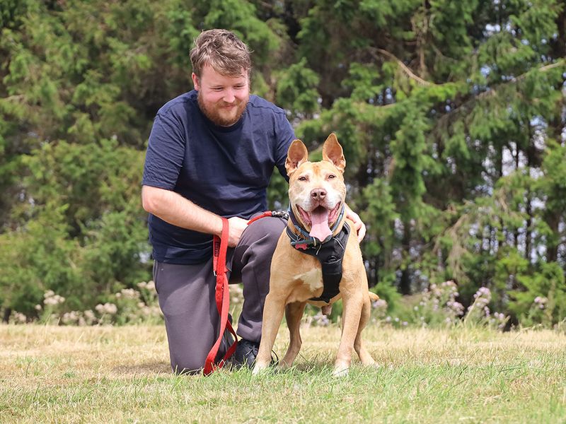 Romeo | Terrier (Staffordshire Bull) Cross | Leeds - 4