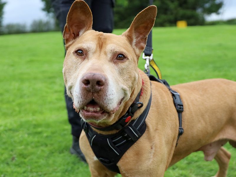 Romeo | Terrier (Staffordshire Bull) Cross | Leeds - 5