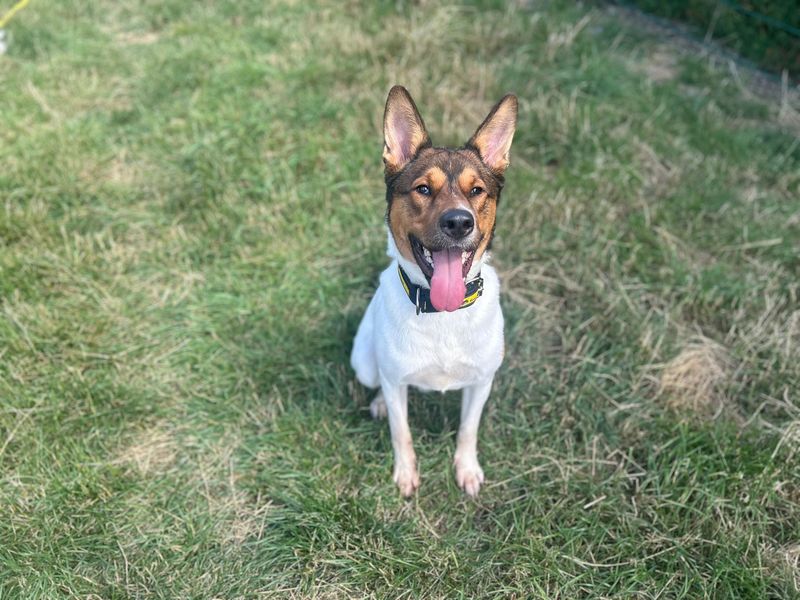 Ozzy | Akita | Cardiff - 2