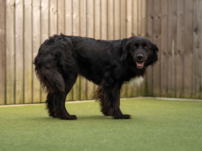 Cocker Spaniel Dogs And Puppies For Adoption