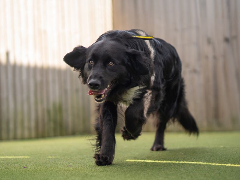 undefined | Spaniel (Cocker) Cross | undefined - 2