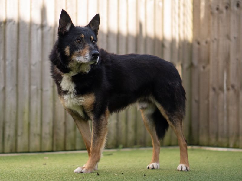 Border Collie Dogs And Puppies For Adoption