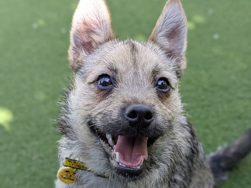 undefined | Terrier (Border) Cross | undefined - 1