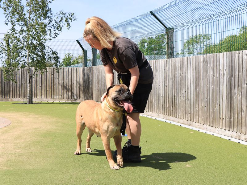 undefined | Mastiff Cross | undefined - 6
