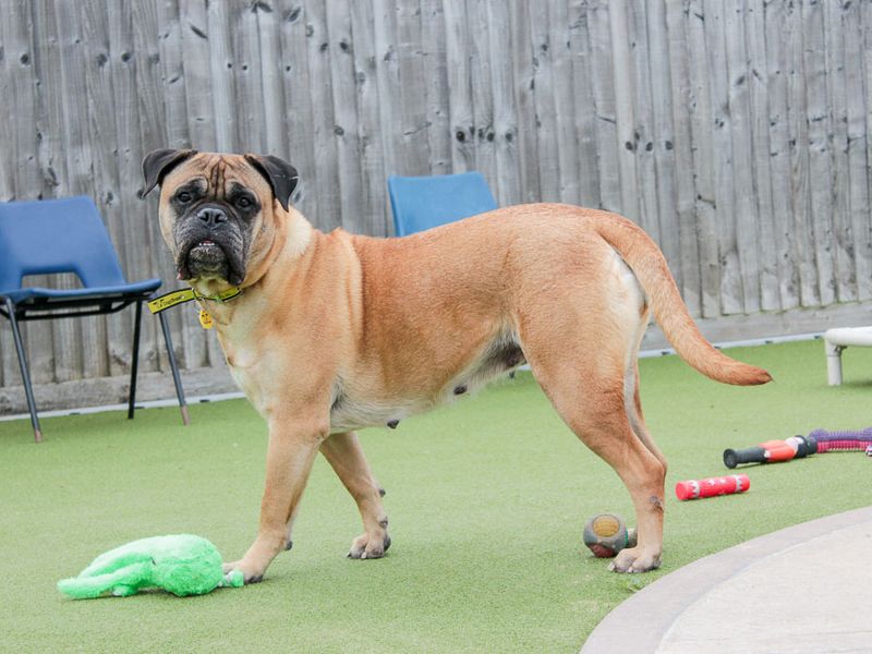 undefined | Mastiff Cross | undefined - 2