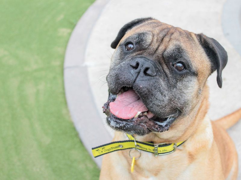 Mastiff Dogs And Puppies For Adoption