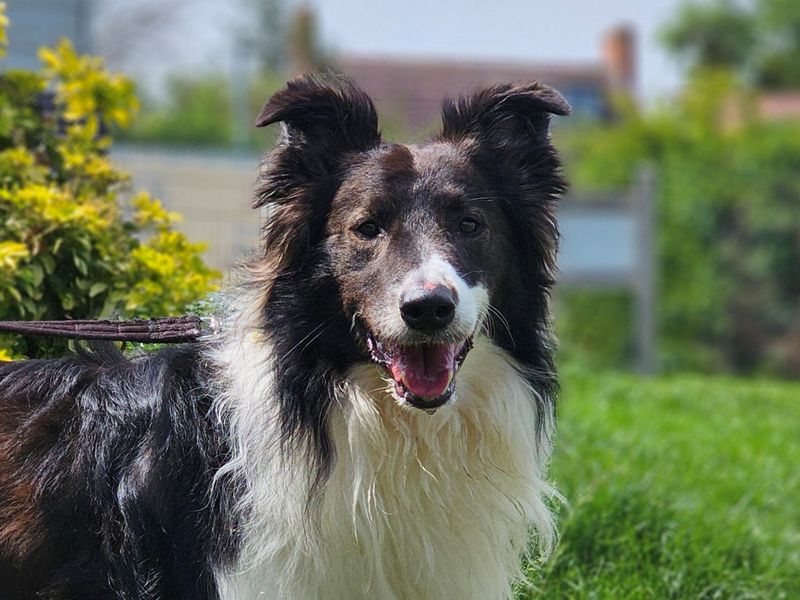 undefined | Collie (Rough) | undefined - 1