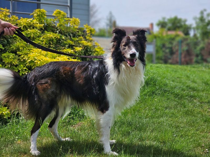 undefined | Collie (Rough) | undefined - 2