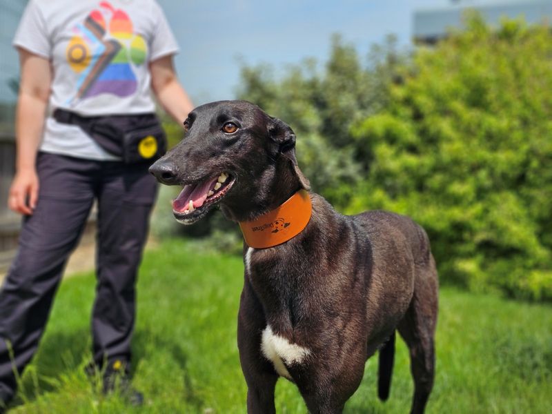 undefined | Greyhound | undefined - 2