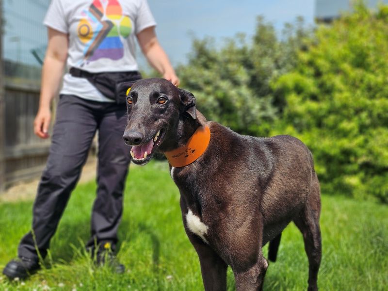 undefined | Greyhound | undefined - 3