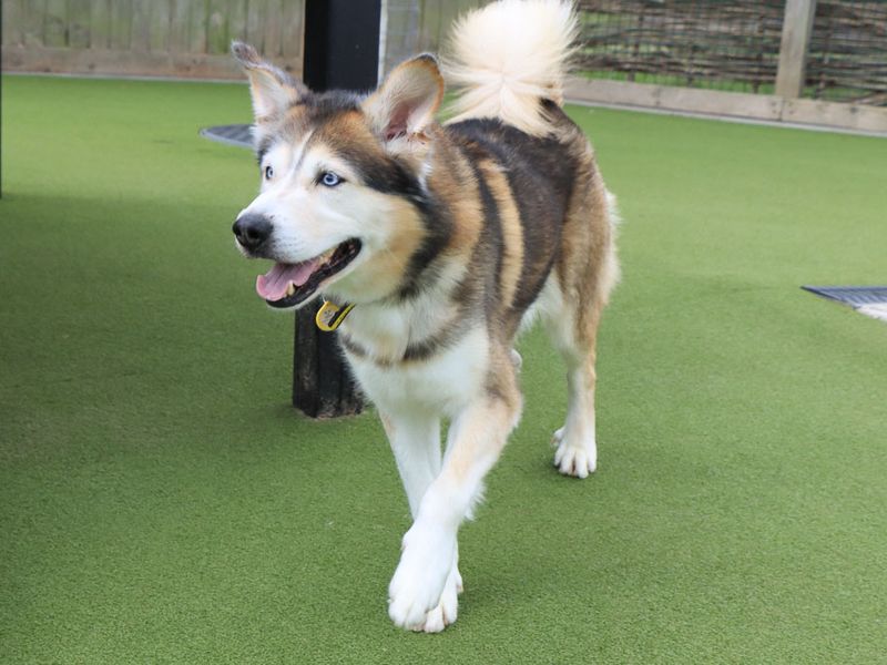 undefined | Siberian Husky Cross | undefined - 4