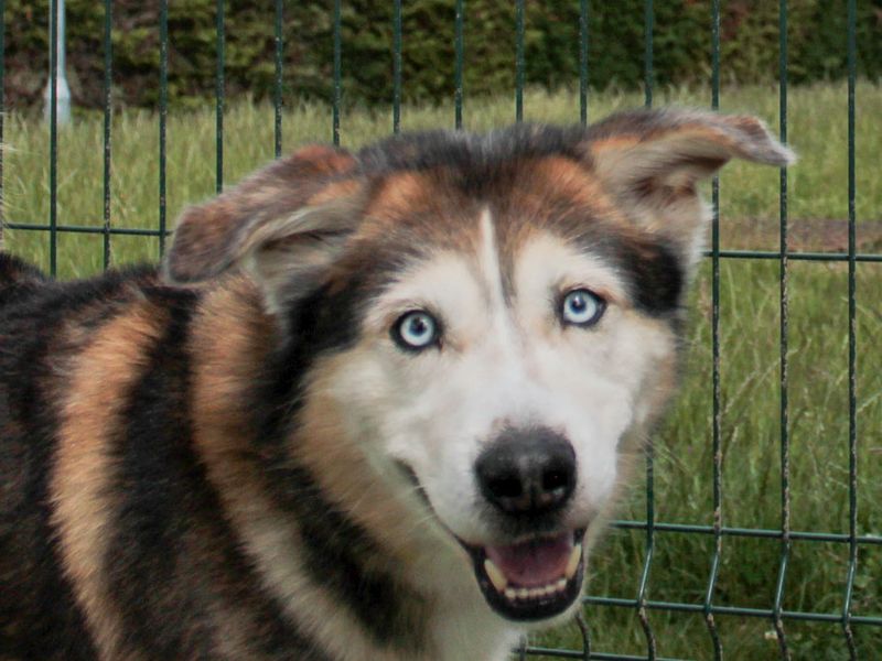 undefined | Siberian Husky Cross | undefined - 2