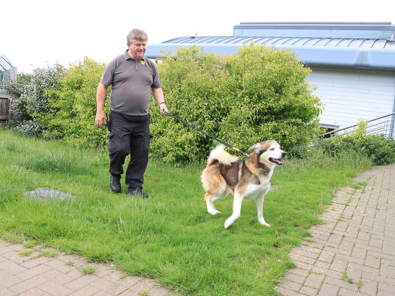undefined | Siberian Husky Cross | undefined - 3