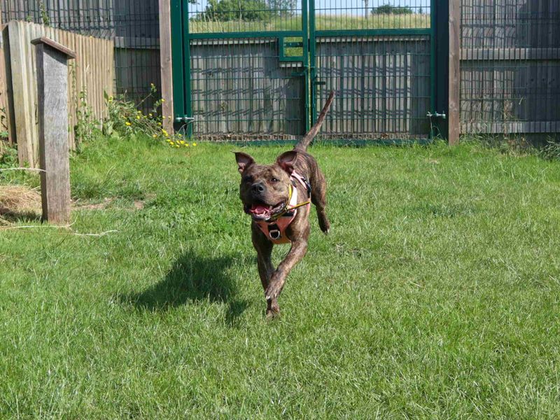 undefined | Terrier (Staffordshire Bull) Cross | undefined - 2