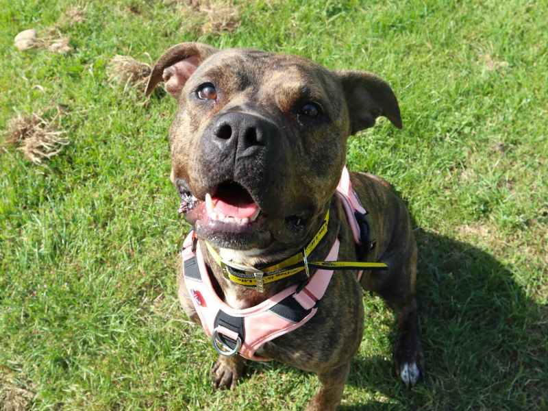 undefined | Terrier (Staffordshire Bull) Cross | undefined - 3