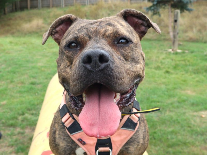 Boo | Terrier (Staffordshire Bull) Cross | Harefield West London - 5