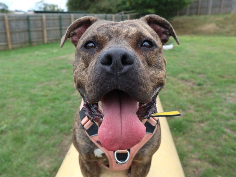 Boo | Terrier (Staffordshire Bull) Cross | Harefield West London - 2