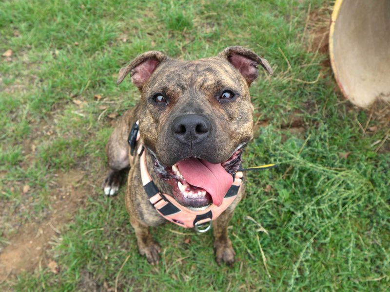 Boo | Terrier (Staffordshire Bull) Cross | Harefield West London - 4
