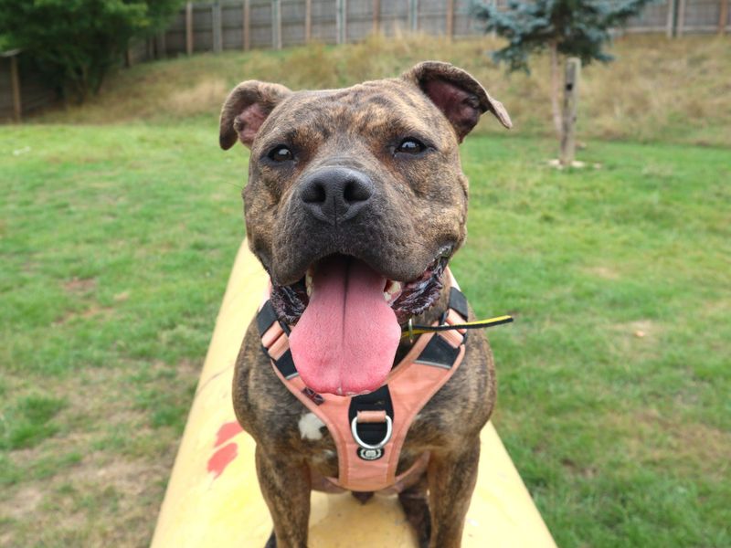 Boo | Terrier (Staffordshire Bull) Cross | Harefield West London - 6