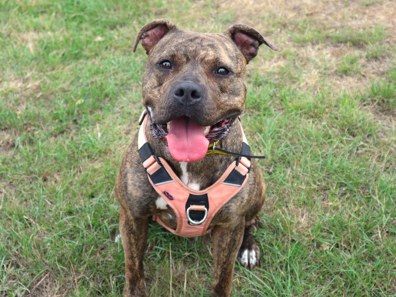 Boo | Terrier (Staffordshire Bull) Cross | Harefield West London - 3