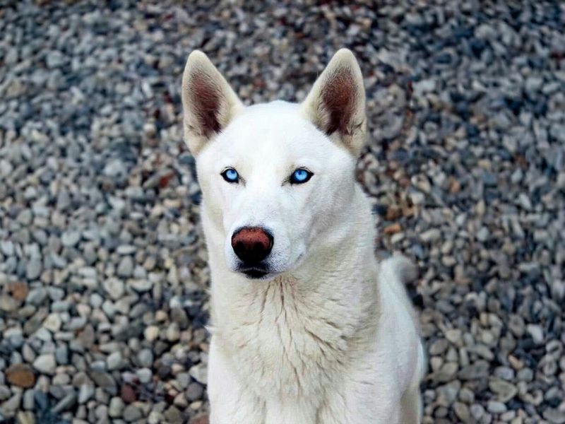 Siberian Husky Dogs And Puppies For Adoption