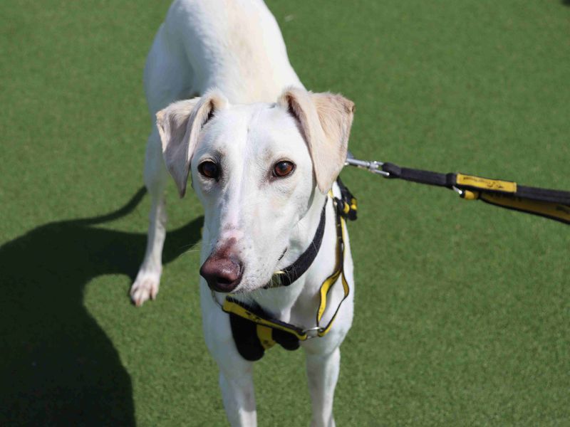 Rico | Saluki Cross | Glasgow - 1