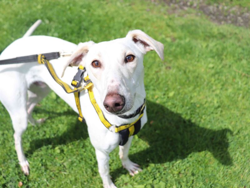 Rico | Saluki Cross | Glasgow - 5