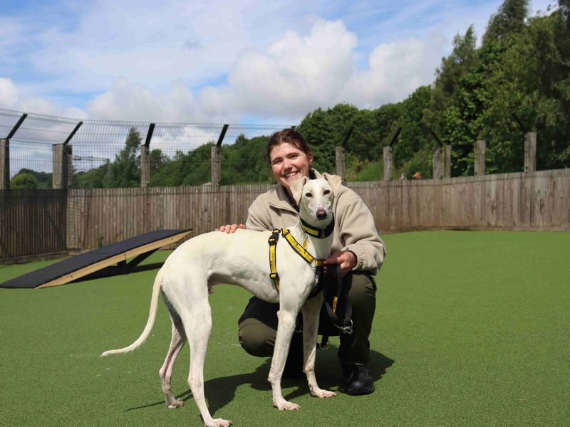 Rico | Saluki Cross | Glasgow - 6