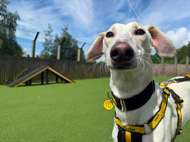 Rico | Saluki Cross | Glasgow - 7
