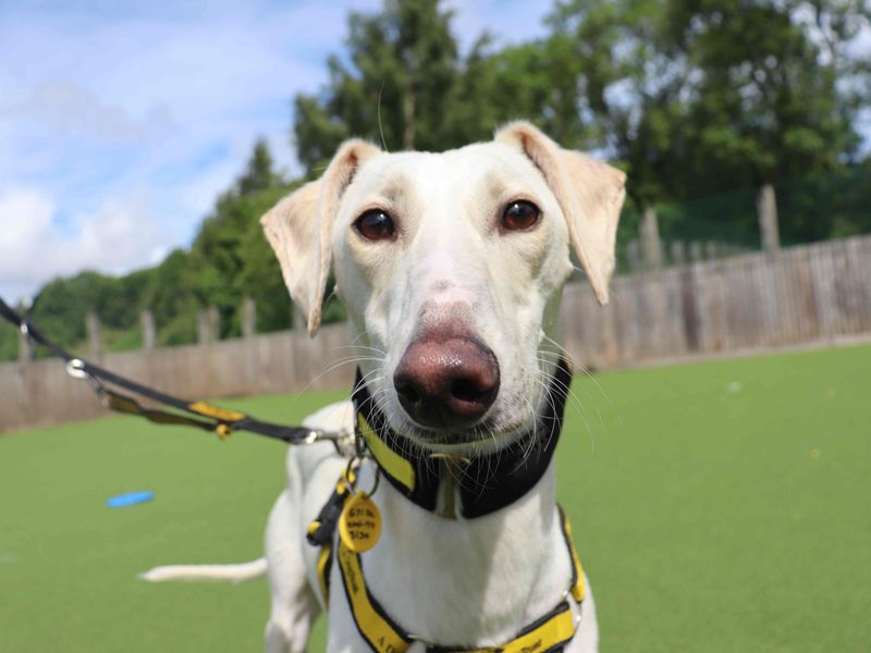 Rico | Saluki Cross | Glasgow - 4