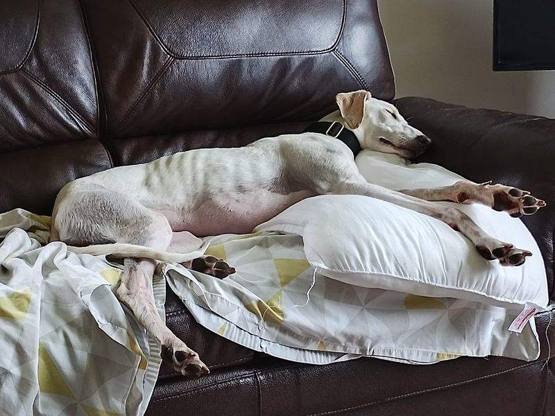 Rico | Saluki Cross | Glasgow - 2