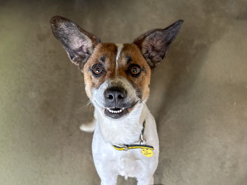 Sue | Terrier (Jack Russell) Cross | Basildon (Essex) - 2