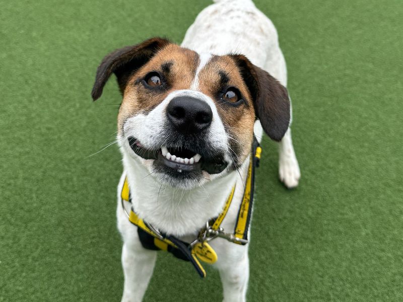 Sue | Terrier (Jack Russell) Cross | Basildon (Essex) - 3