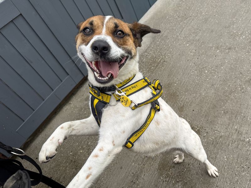 Sue | Terrier (Jack Russell) Cross | Basildon (Essex) - 6